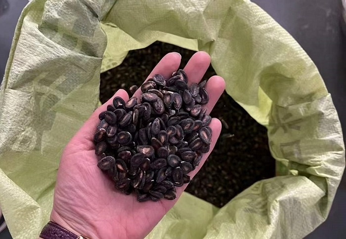 電磁炒瓜子機